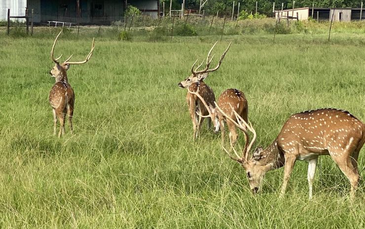 Bayou Wildlife Zoo 1